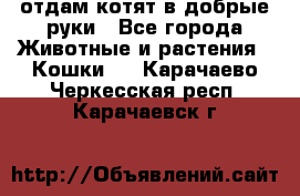 отдам котят в добрые руки - Все города Животные и растения » Кошки   . Карачаево-Черкесская респ.,Карачаевск г.